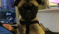 巴哥爆料最新人物是谁呀,揭秘最新神秘人物身份之谜